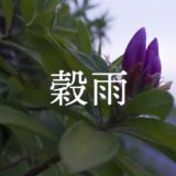 暁のヒトシズク｜穀雨｜こうもりと半月と、田んぼの朝